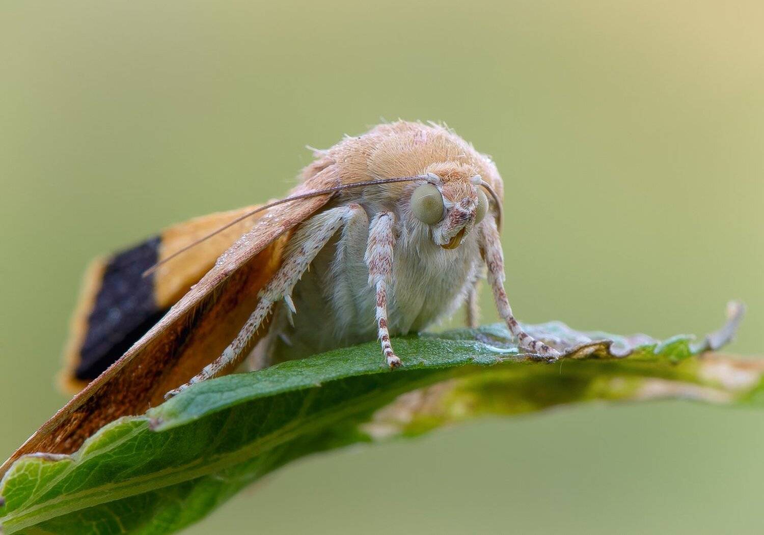 , Кузнецов Дмитрий