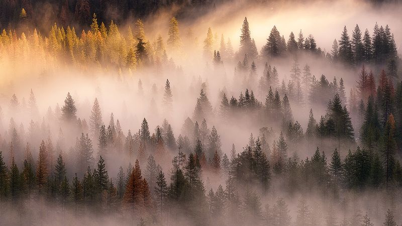 Стройными рядами фото превью