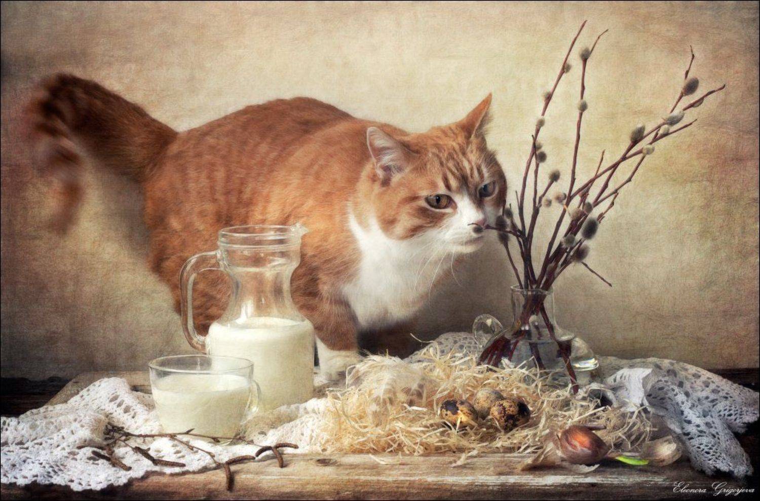 верба, весна, молоко, натюркотики, рыжая кошка, Eleonora Grigorjeva
