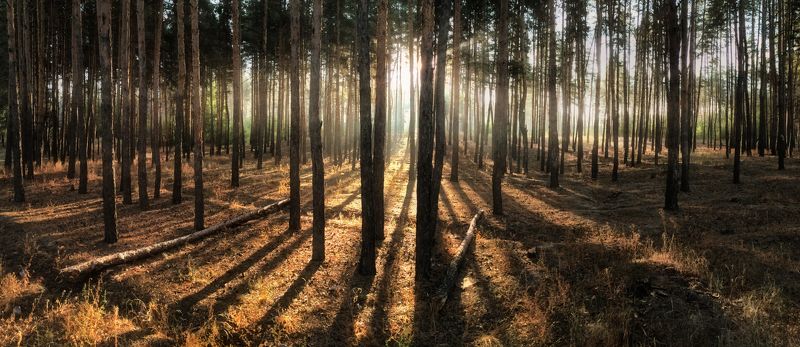 Рассвет в сосновом лесу фото превью