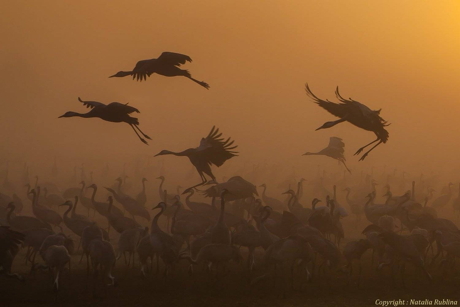 Журавли, Природа, Птицы, Рассвет, Туман, Наталья Рублина