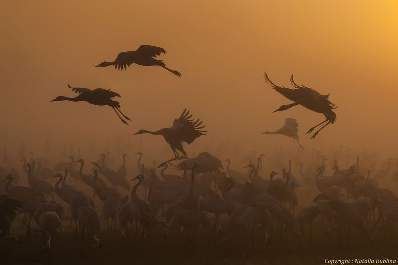 Журавли, Природа, Птицы, Рассвет, Туман Журавушки на рассвете... фото превью