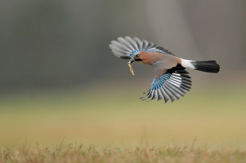 Sójka фото превью