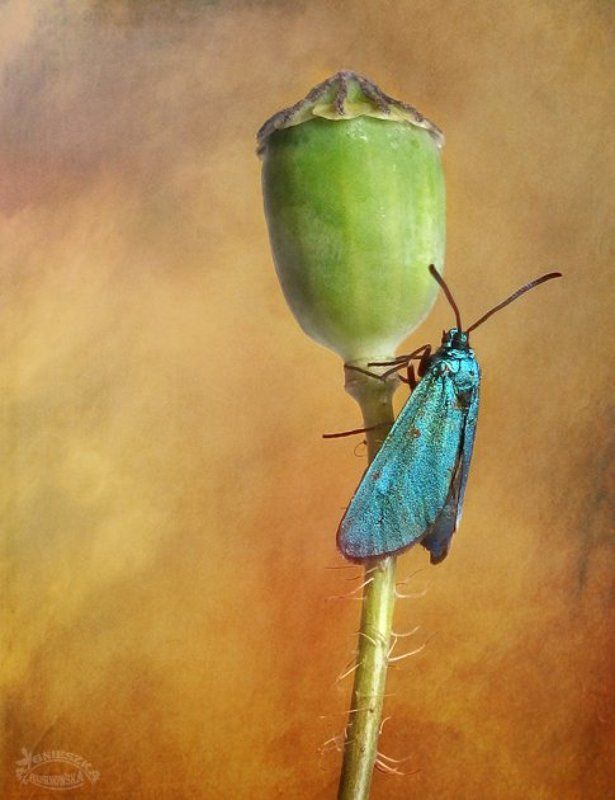 Kompozycja szmaragdowa фото превью
