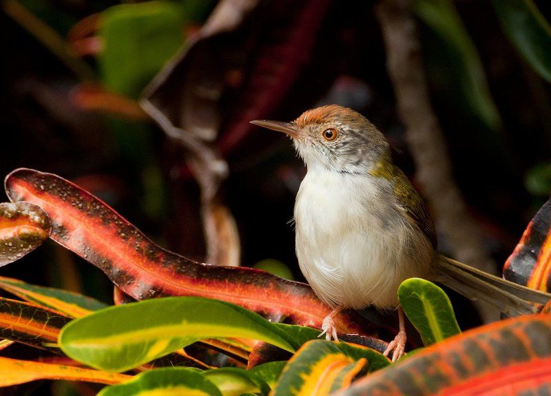Краснолобая славка-портниха (Orthotomus sutorius) фото превью