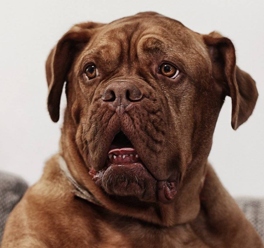Бордосский дог, Взгляд, Глаза, Мимика, Морда, Собака, ALLA SOKOLOVA