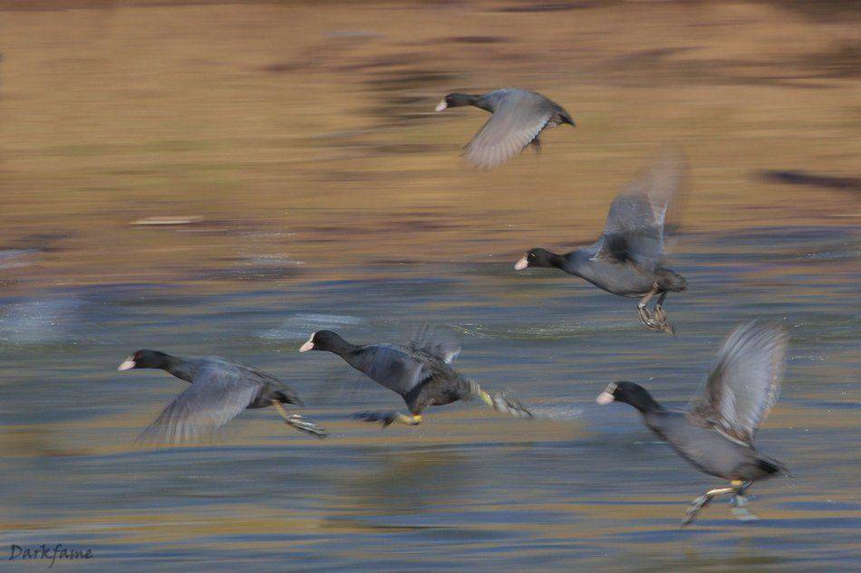 run, wild, wildlife, animal, animals, chicken, Георги Славов