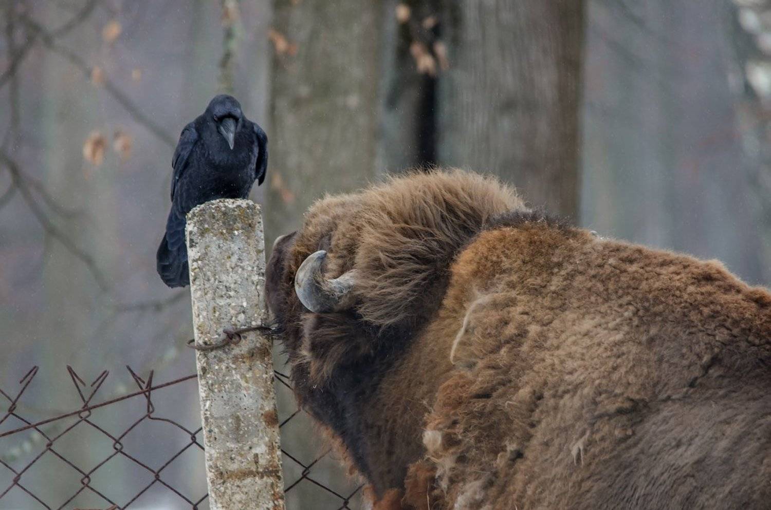Беседа, Ворон, Заповедник, Зубр, Разговор, Игорь