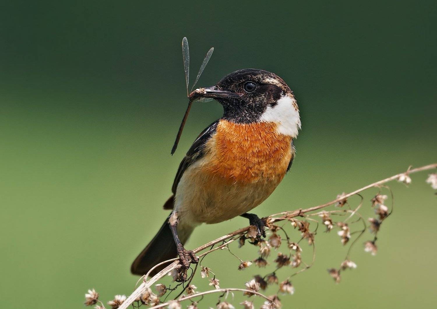 Birds, Saxicola rubicola, Птицы, Чекан черноголовый, Чекан черноголовыйSaxicola rubic, holod