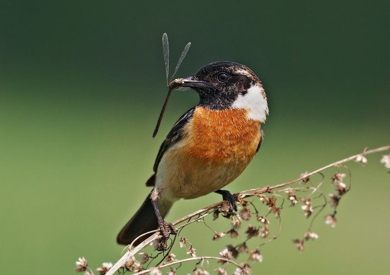 Birds, Saxicola rubicola, Птицы, Чекан черноголовый, Чекан черноголовыйSaxicola rubic Чекан черноголовый (Saxicola rubicola). фото превью