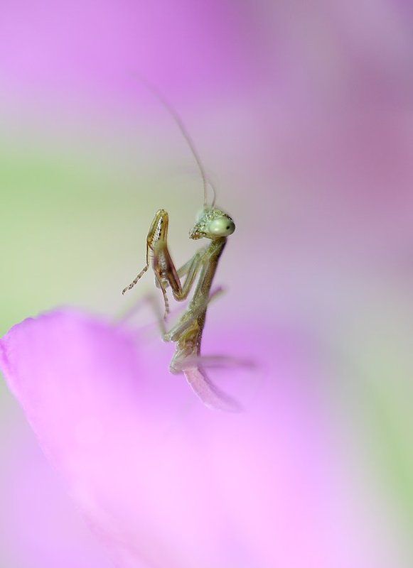 Гламурный фото превью