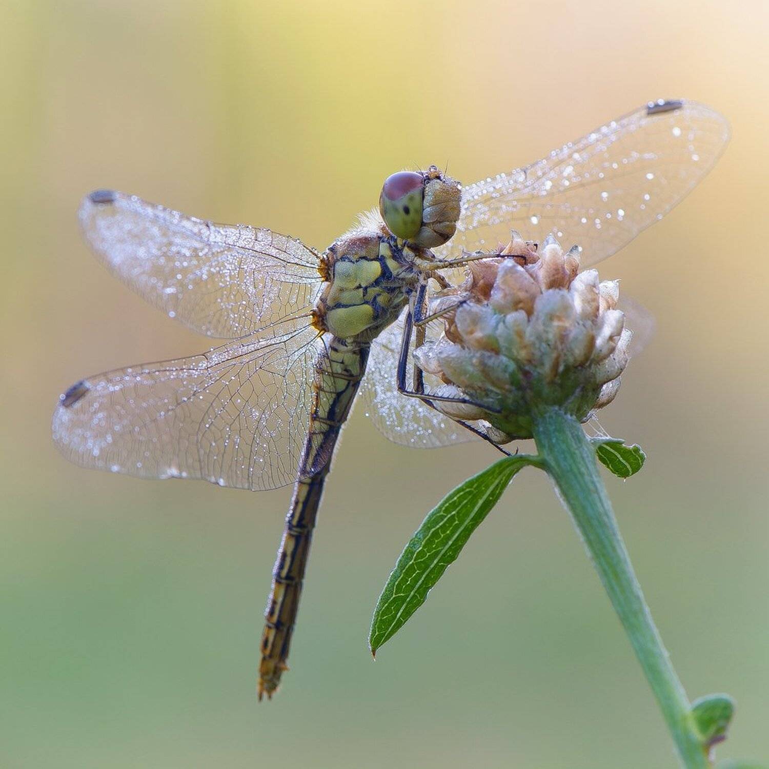 , Кузнецов Дмитрий