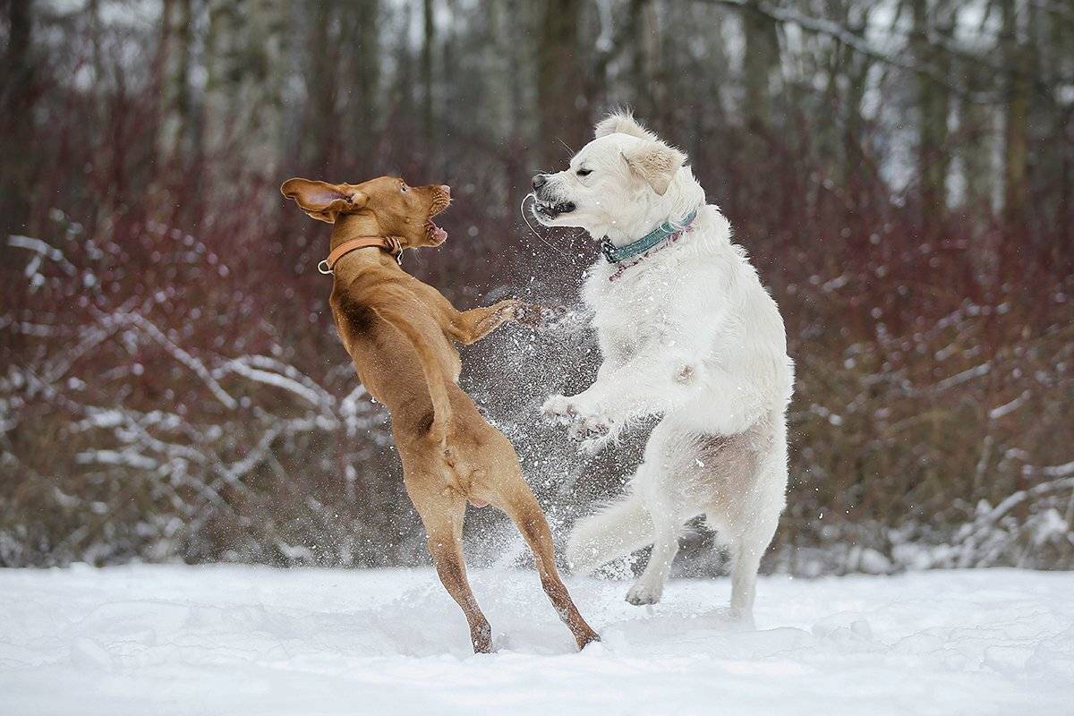 , Андрей Ершов