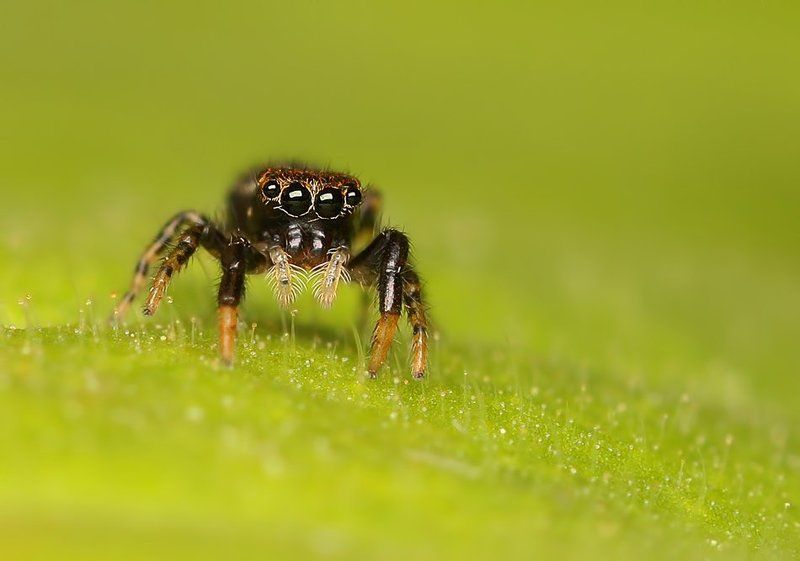 * фото превью