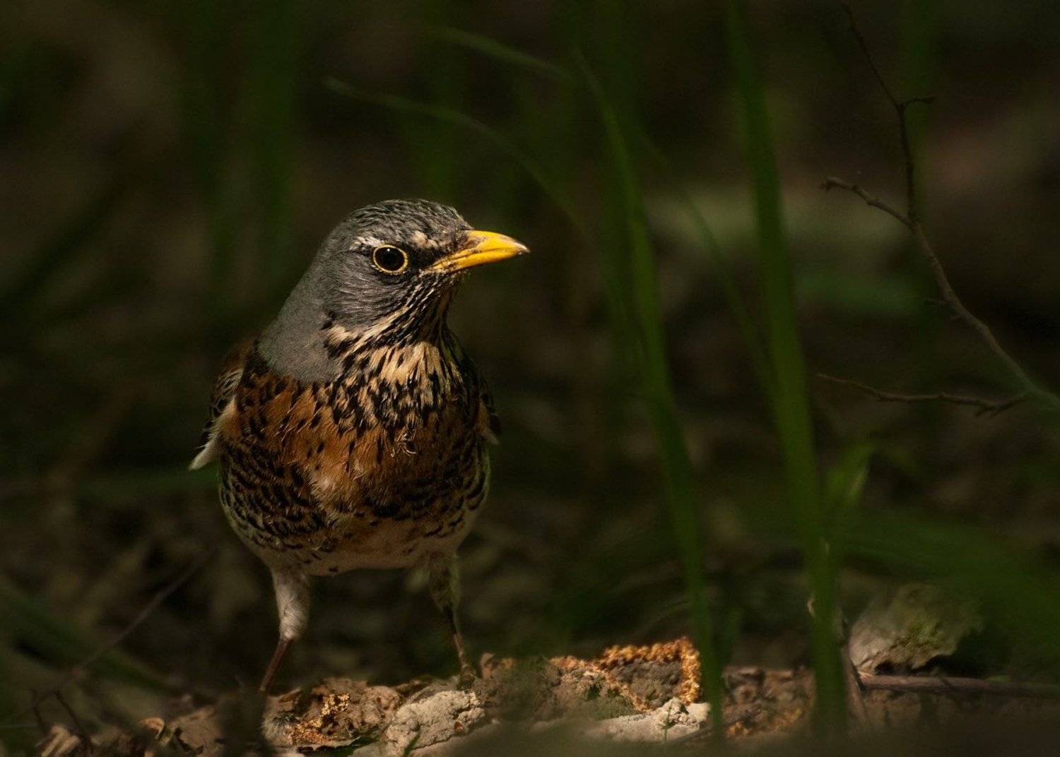 Дрозд, Лес, Птица, Олег Тыркин