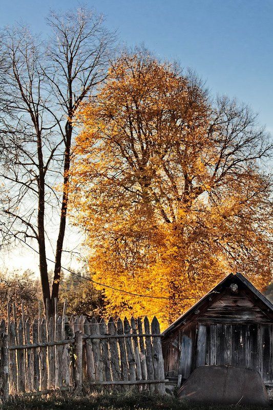 беларусь, деревня, золотая осень Осень зажгла фото превью