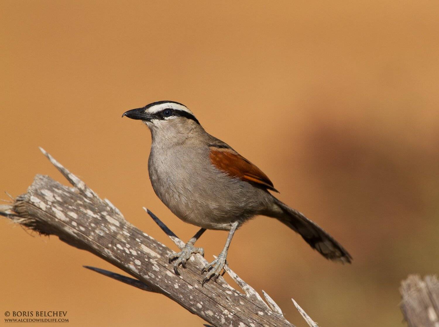 , Борис Белчев