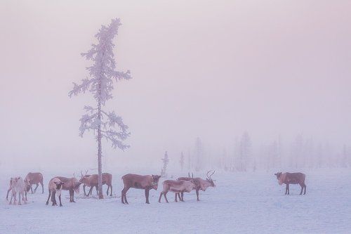 Оленья зорька