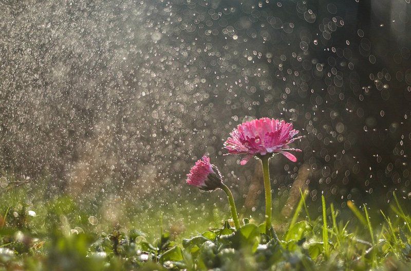 маргаритка, весна, боке, ромашка  фото превью