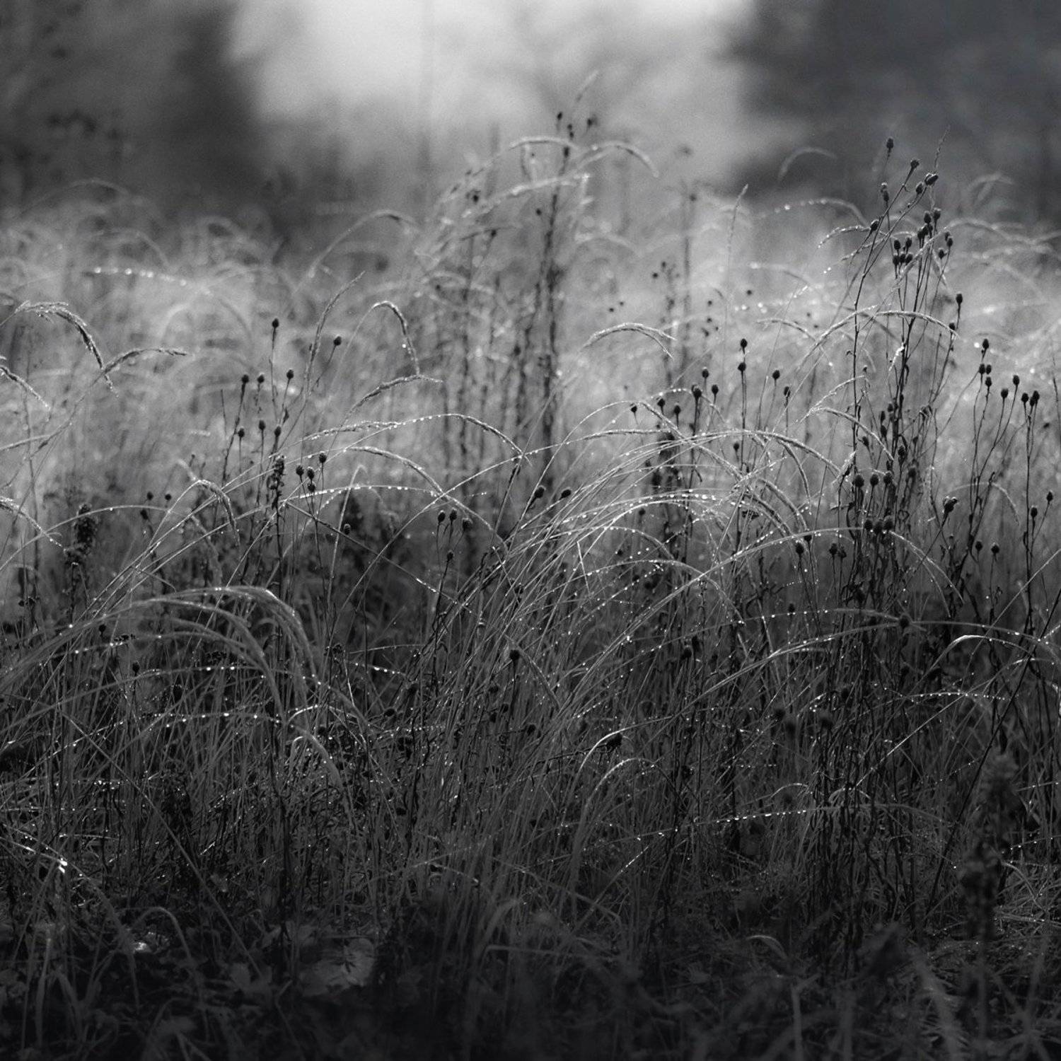 Лес., Луг., Роса., Утро., Александр Резников