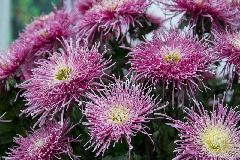 Скоро весна фото превью