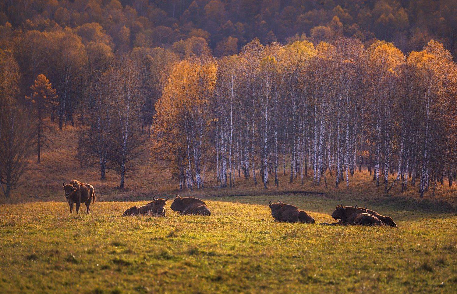 , izhDiletant (Валерий Щербина)