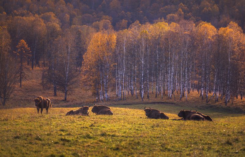 Пейзаж с зубрами фото превью