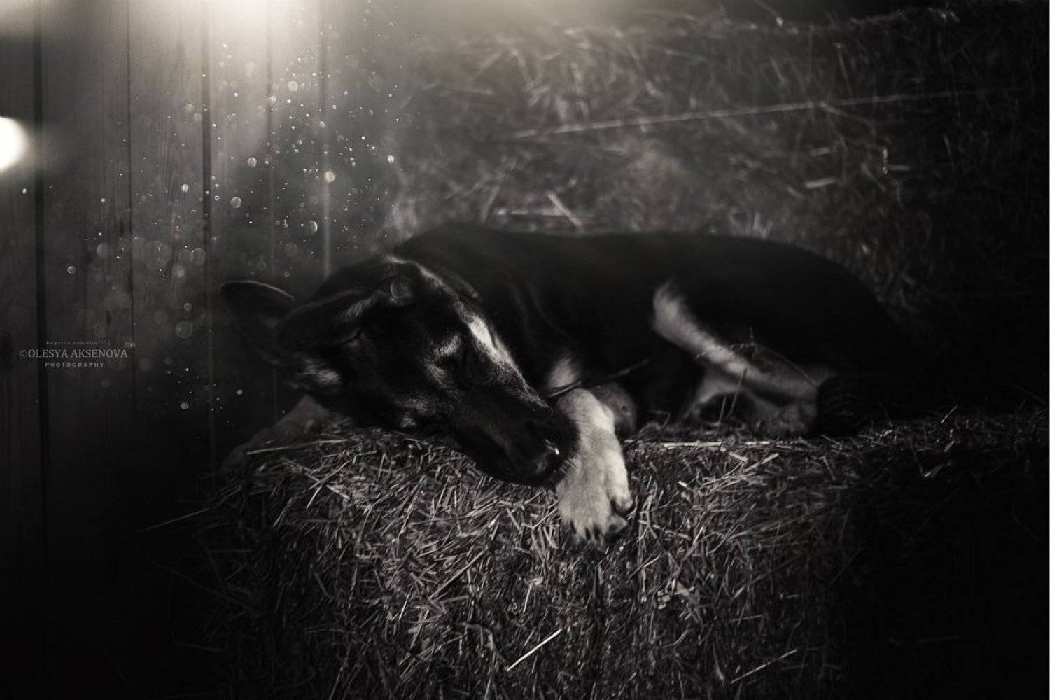 В сене, Вео, Восточник, Овчарка, Собака, Сон, Аксёнова Олеся