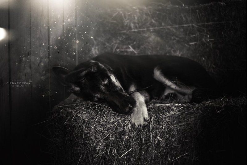 В сене, Вео, Восточник, Овчарка, Собака, Сон Сладкий сон.. фото превью