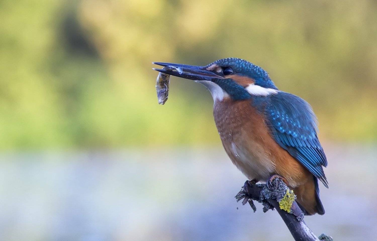 зимородок. птицы, река, Елена Куликова