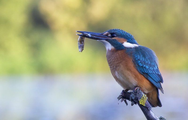 зимородок. птицы, река Зимородок на охоте фото превью