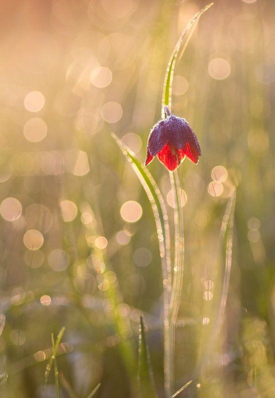 Весна, Лето, Роса, Рябчик, Цветы Аленький цветочек фото превью