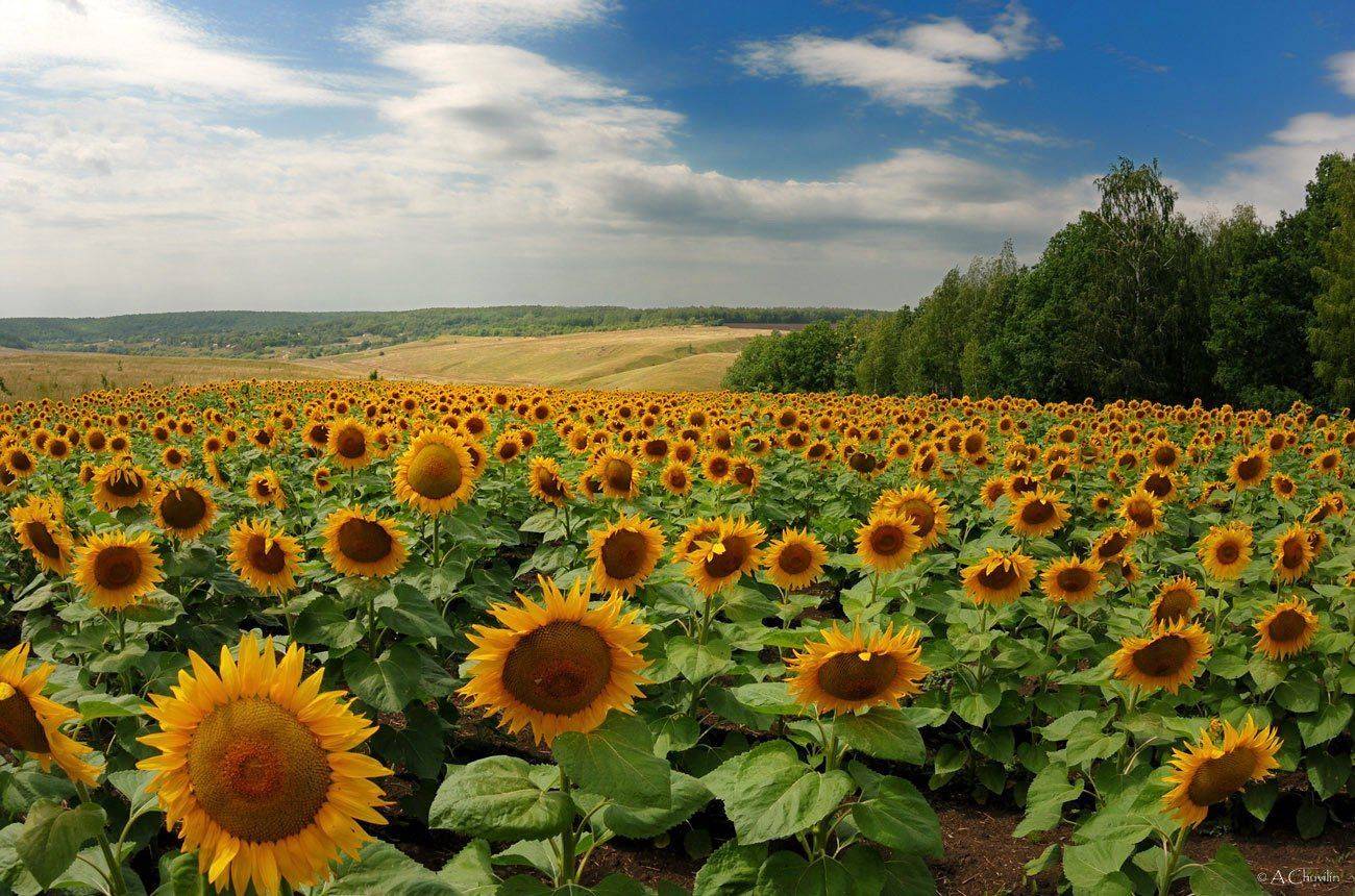 , Александр Чувилин