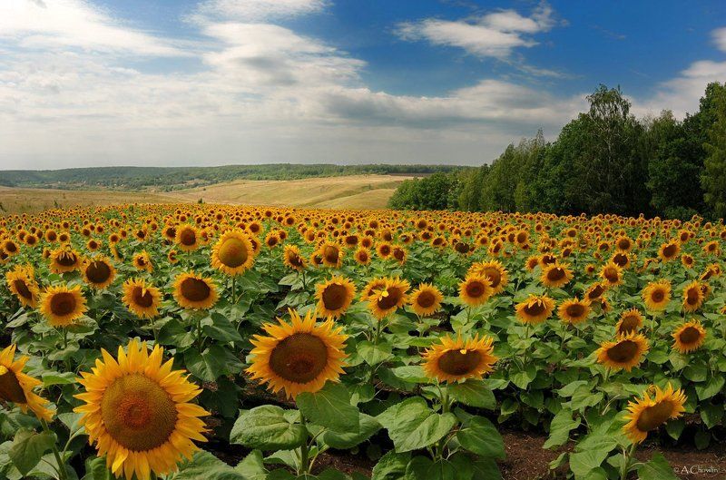 Подсолнухи фото превью