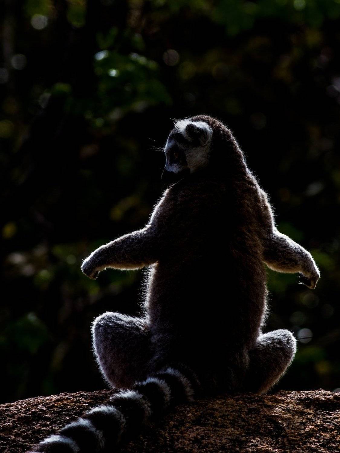 Мадагаскар, Лемур, Игаль Оз