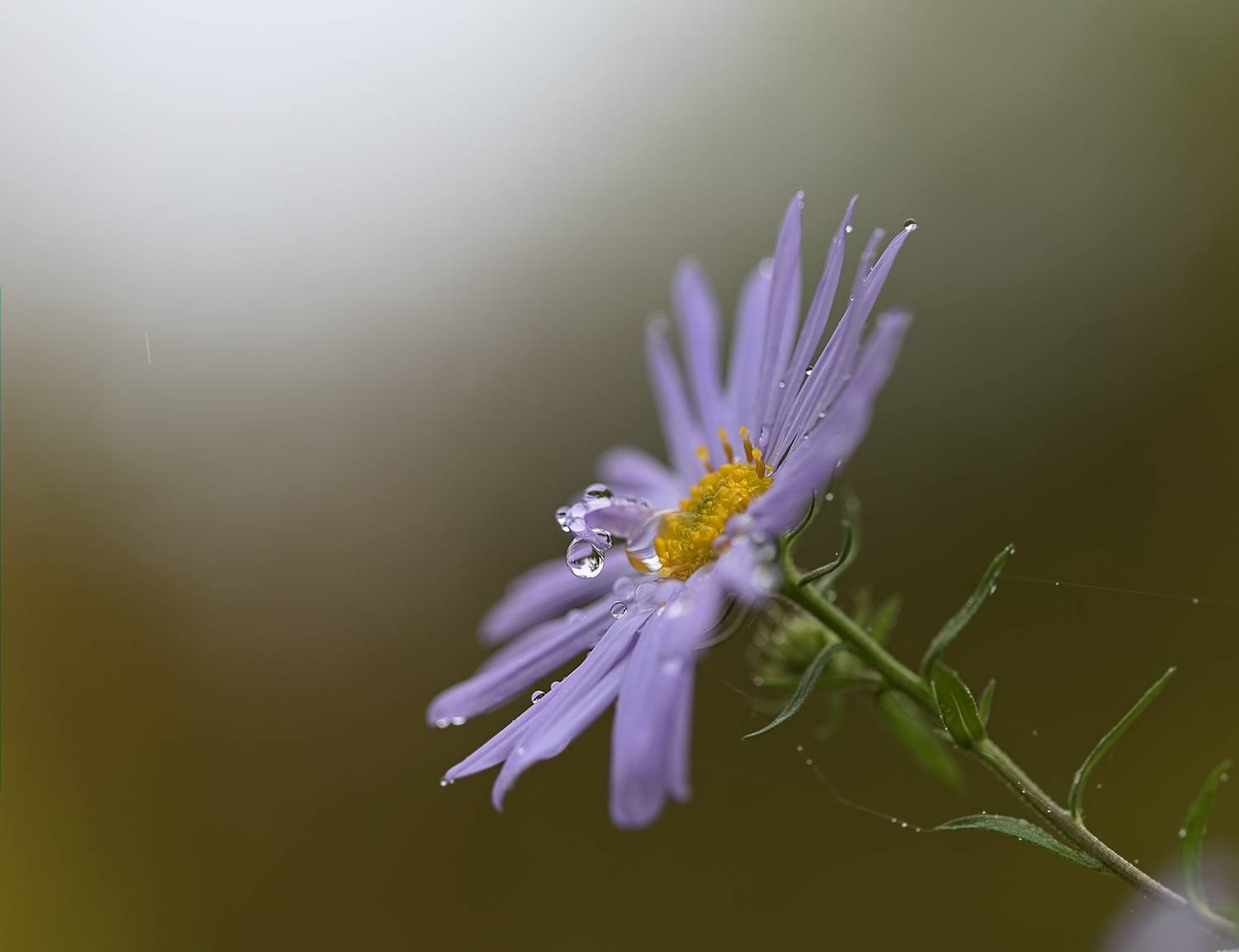 осень, цветок, дождь, природа, Евгений Паршуков