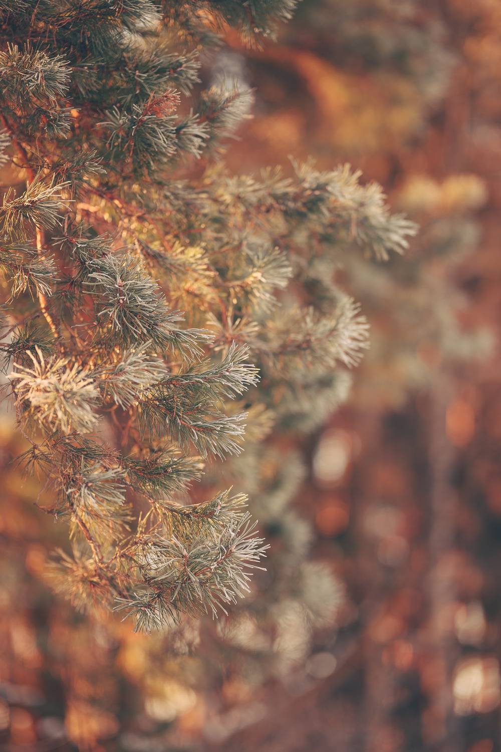 nature, pine, tree, flora, sunlight, sunset, sunrise, forest, branch, Андрей Козлов
