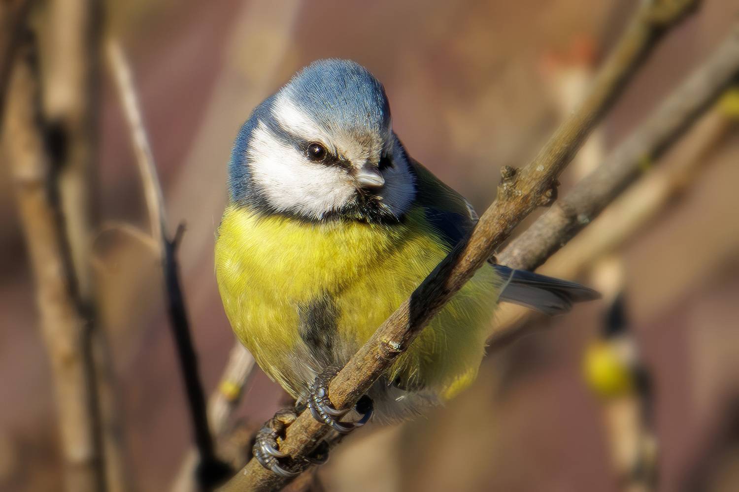 , Морозов Сергей