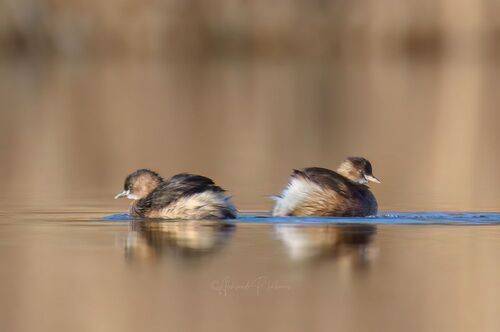 Следы на воде