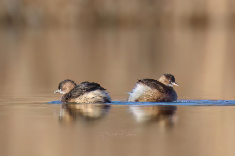 январь Следы на воде фото превью