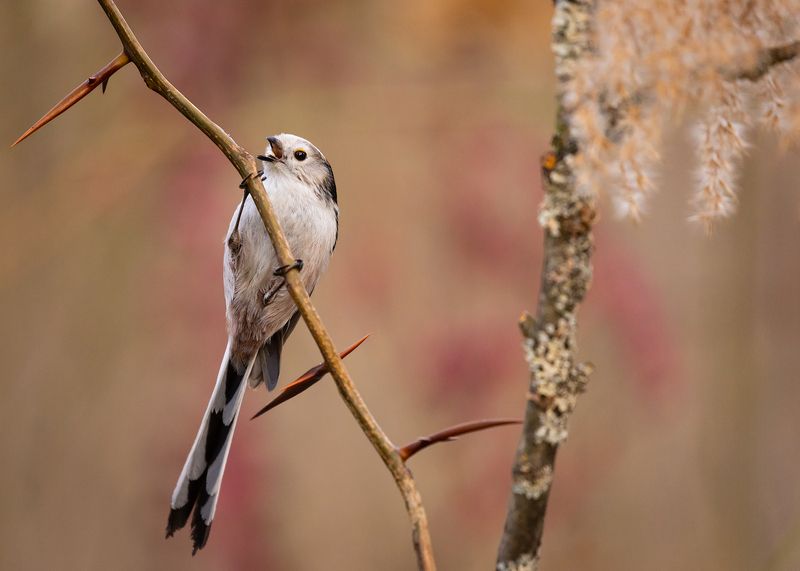 Long-tailed Ti фото превью
