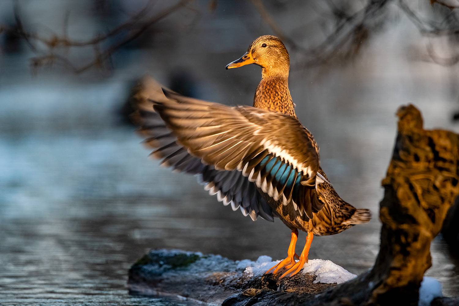 , Абросимов Александр