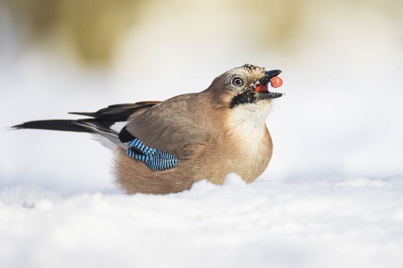 Сойка фото превью