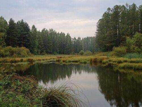 Островок природы