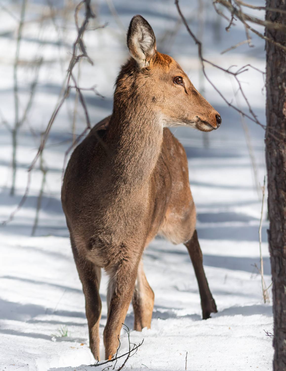 животные, олени, пятнистый олень, wildlife, nature, canon, Пронин Денис