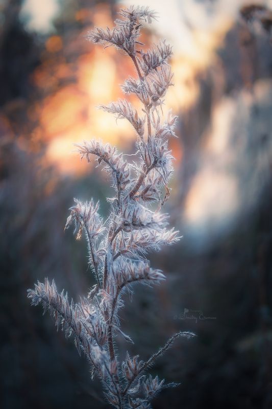 сухоцветы растение зима природа свет цвет фон боке Танец... фото превью