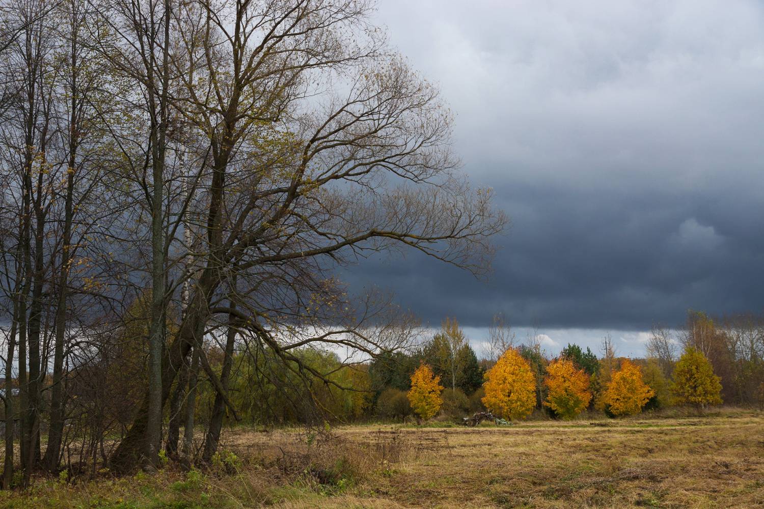 осень, листья желтые, Елена Колеснева