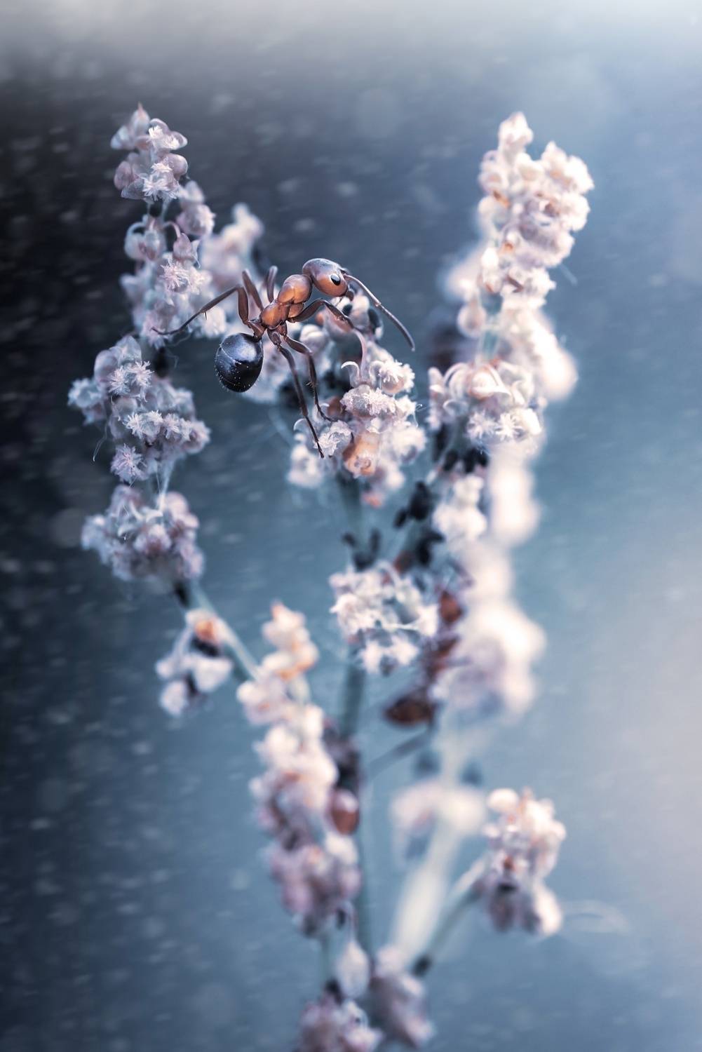 , Лапшина Владлена