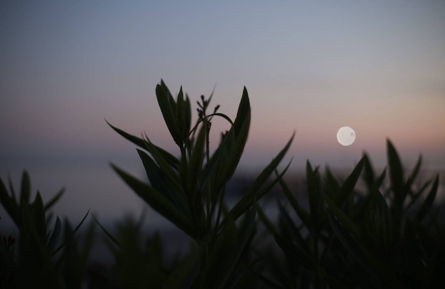 море, закат, солнце, природа, лето, Алёна Салтыкова