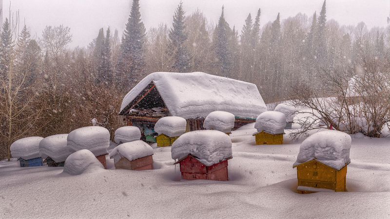 winter nature landscape snowfall Таёжная Заимка Пасека фото превью
